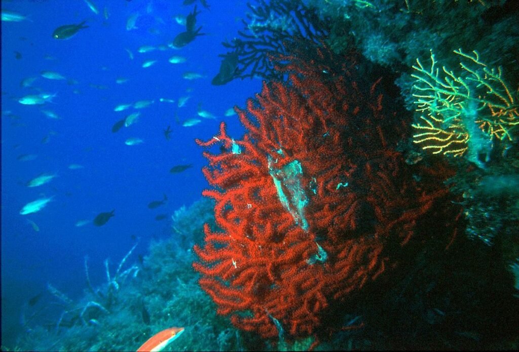 Las Gorgonias Rojas disminuyen y la resiliencia climática baja